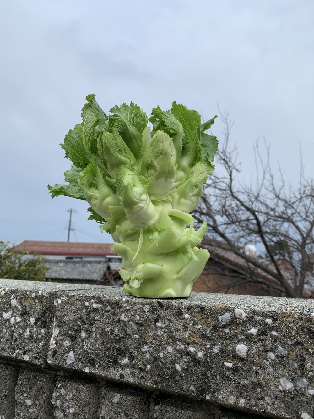 淡路島からの今季最後の四川アーサイ 子持高菜 農家漁師から産地直送の通販 ポケットマルシェ