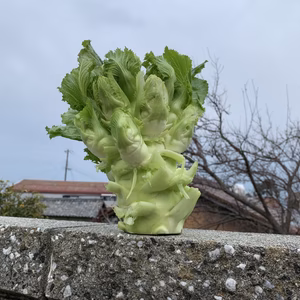 淡路島からの四川アーサイ(子持高菜)❗️新玉ねぎとレタス入り