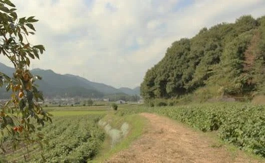 丹波篠山産　減農薬　こしひかり　令和4年産】