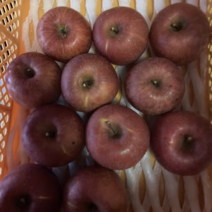 蜜入チェック済葉とらずスペシャル3キロ9-12樹上完熟蜜入りサンふじ農薬半減栽