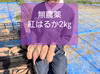 サツマイモ紅はるか約2㎏　無農薬栽培