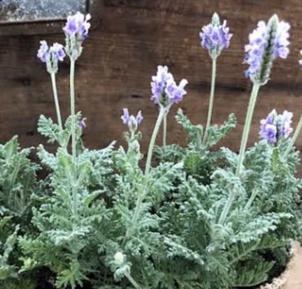 レースのような葉が素敵なラベンダー★レースラベンダー★５苗より