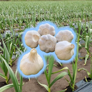 旨味と甘み凝縮！熊本県産『生にんにく』【訳あり】ご家庭用５００ｇ～２ｋｇ