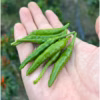 【採れたて発送】愛知県 豊田市旭産 青唐辛子 鷹の爪（生） 300g