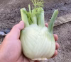 【茨城県産】爽やかな香り「フェンネル」