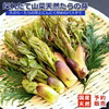 天然山菜4種以上詰合せA 1000g以上 山形産《予約受付》