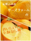 和歌山県産たねなし柿　9月中頃から順次発送