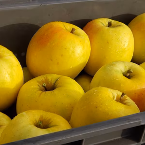 まるでトロピカルフルーツ♪黄色く輝くレア品種☆もりのかがやき傷含む5キロ