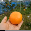 【希少柑橘】あすみ（はるみの娘）2月中旬～ 話題の新品高糖度！手で剥けるオレンジ