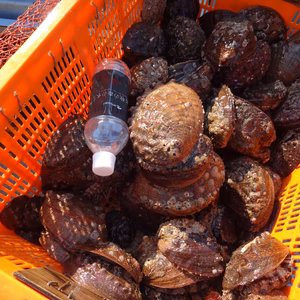 関門海峡産★メガイアワビ＆サザエ大中小混合のセットです♪