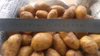 自然栽培　ジャガイモ（北海こがね）
