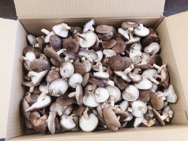 ＢC品1.5kg 期間限定大特価