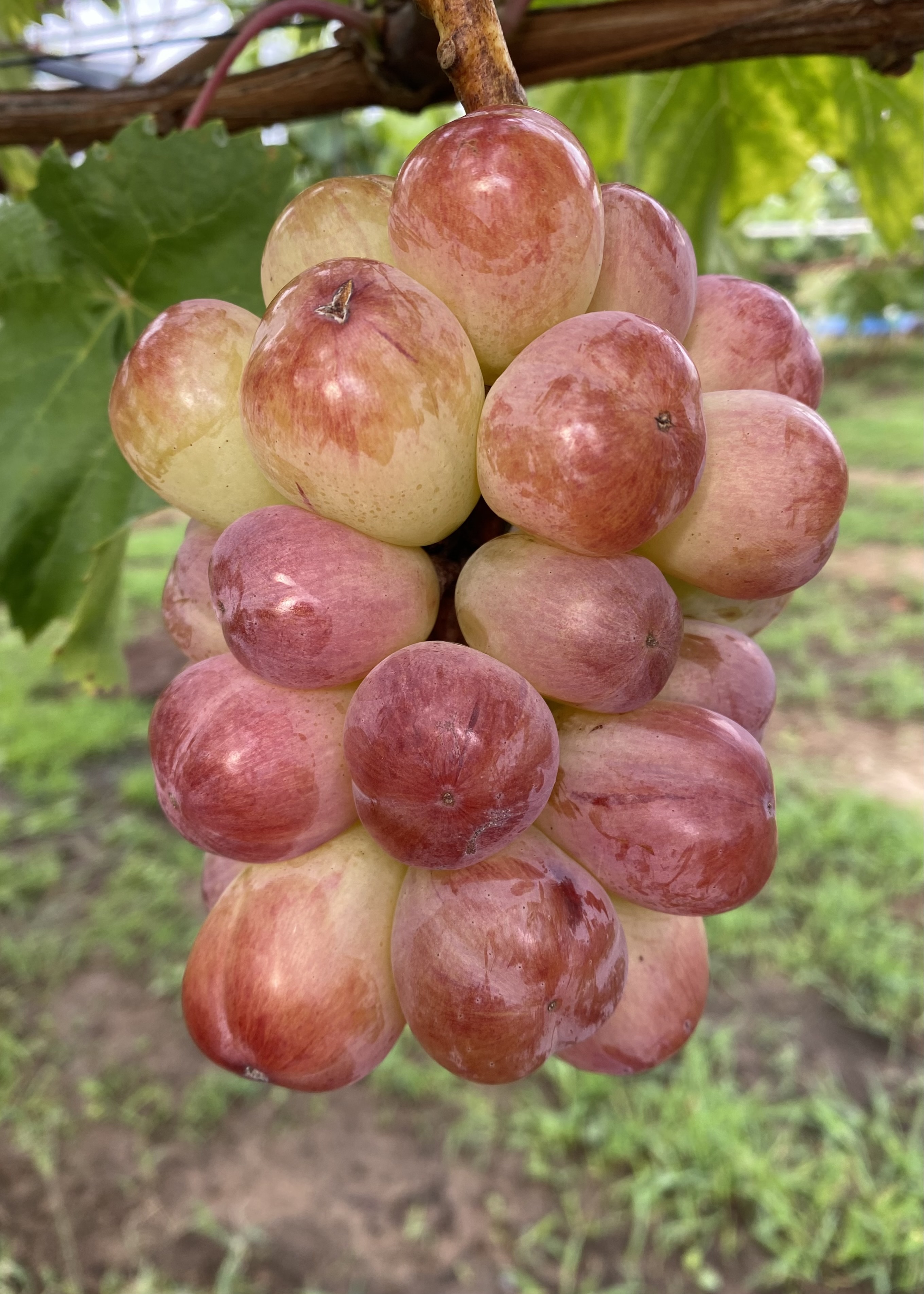 山梨県産 ぶどう バイオレットキング 訳あり 7房 箱込み5.4キロ ②