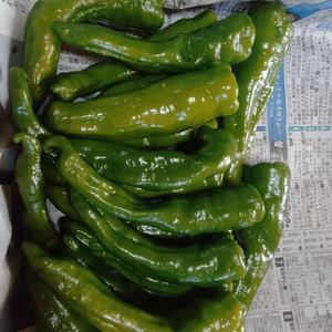 豊作還元祭！　ピカピカ甘とう美人コンパクトbox便