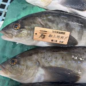 船上神経〆‼️真ホッケ！　フライ、刺身、一夜干し