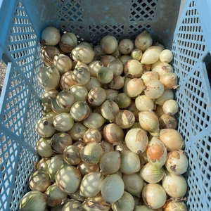 佐賀県産⭐︎甘くてみずみずしい早生玉ねぎ
