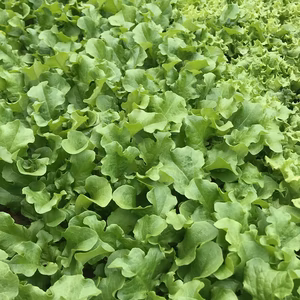 【有機JAS】はじまり屋 ベビーリーフ