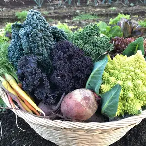 レストラン野菜専門農家の『家庭用小さな野菜セット』X'MASスペシャル
