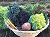 レストラン野菜専門農家の『家庭用小さな野菜セット』X'MASスペシャル