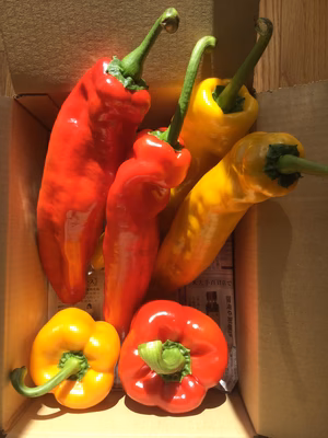 みんなの投稿の画像