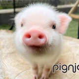pignic