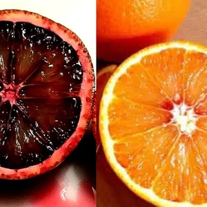 【赤さMAX・タロッコ】ブラッドオレンジ食べ比べセット