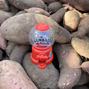 緊急開催！「サツマイモガチャ」はじまるよ〜