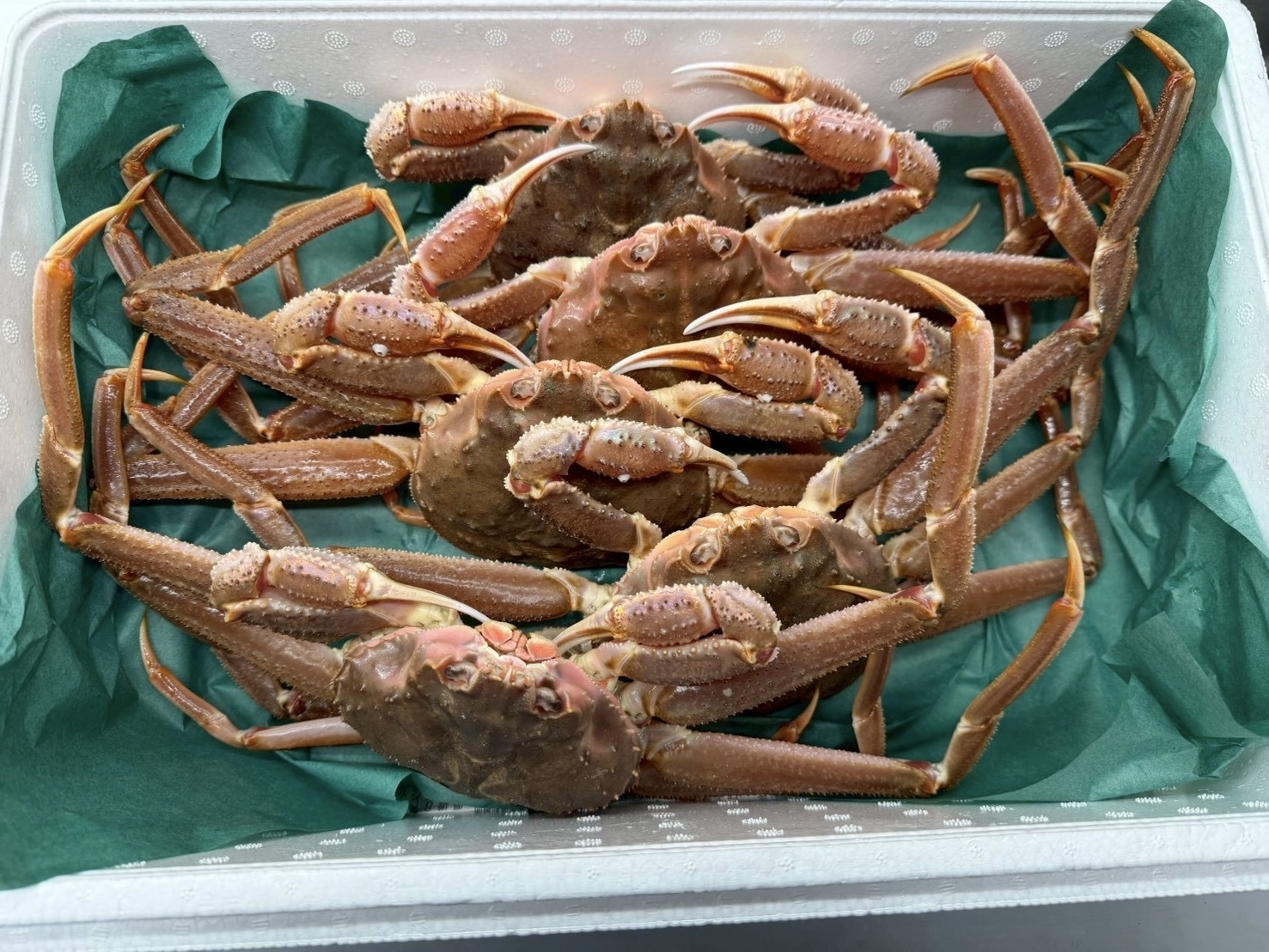 北海道産 活オオズワイガニ 大サイズ4杯 【公式通販】