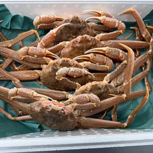 【北海道産】天然 生オオズワイガニ（訳アリ）5杯