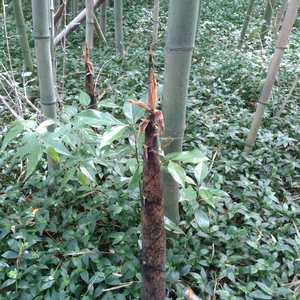 マダケ(真竹）の筍 アクが少なくて柔らかい