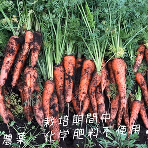 使いやすい小ぶり有機ニンジン！【有機JASマーク付】