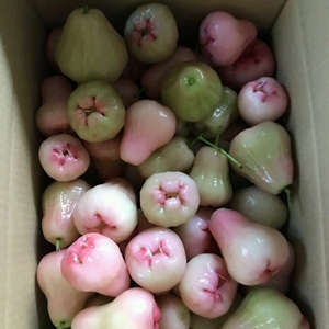 完全無農薬レンブ 農家漁師から産地直送の通販 ポケットマルシェ