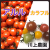 ●【川上農園】カラフル×[アルル] ミニトマト 1kg 茨城県産 肉厚甘み重視