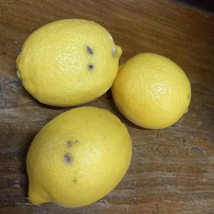 【農家直送】みかん畑で育った国産レモン　ちょっと訳あり　約2キロ、5キロ