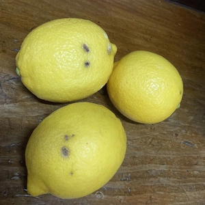 【農家直送】みかん畑で育った国産レモン　ちょっと訳あり　約2キロ、5キロ