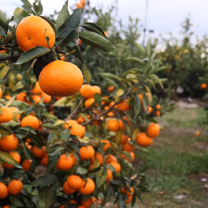 愛情たっぷりで育った有田みかん★温州みかん　秀品　S・M・Lサイズ　約5キロ