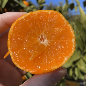 １２月出荷　完熟中生みかん｜見た目訳あり・味はA品級 