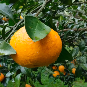 無農薬有機肥料の新甘夏(サンフルーツ)