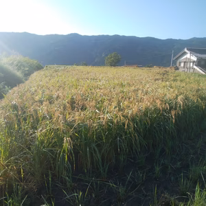 自然栽培・天日干し　2020年度　米（旭）玄米　無農薬・無肥料・無除草剤