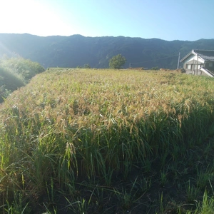 自然栽培・天日干し　2020年度　米（旭）玄米　無農薬・無肥料・無除草剤
