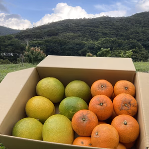 『奄美よりスイートスプリングと津の輝き詰め合わせ』キズあり3kg入り