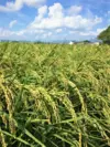 令和4年産【玄米・白米詰合せ5kgセット】もっちり甘い『タモじぃー米』