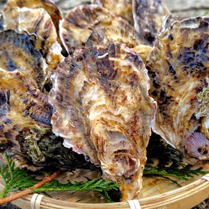 京丹後・久美浜産殻付き牡蠣（加熱用）ナイフ付き