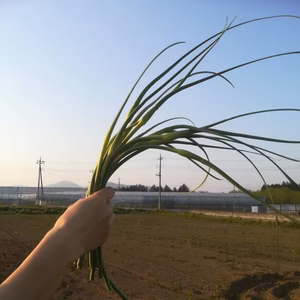 【約300g】八郷在来にんにくの芽蕾付き！無農薬無化学肥料栽培