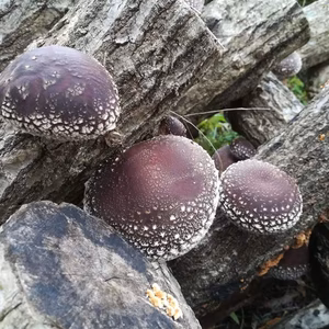 森育ち、ぷりぷり肉厚原木しいたけ