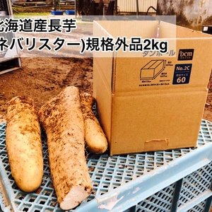 北海道産　春収穫　いんなみ農園の長芋(ネバリスター)　規格外品2kg 