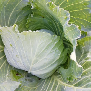 朝露滴る❗新鮮朝どりキャベツ2玉
