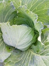 朝露滴る❗新鮮朝どりキャベツ2玉