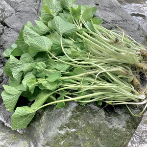 【春の味覚】岩手天然清流葉わさび　1kg