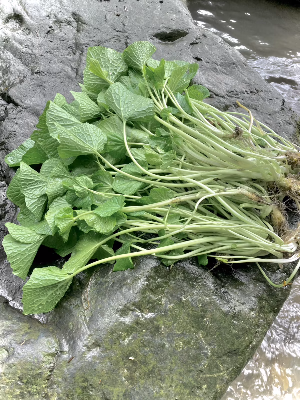 【春の味覚】岩手天然清流葉わさび　1kg